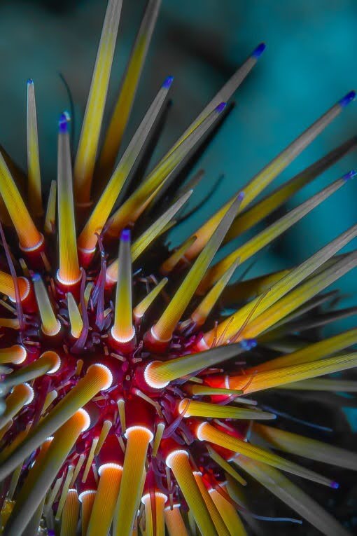 David Lee Underwater Photography